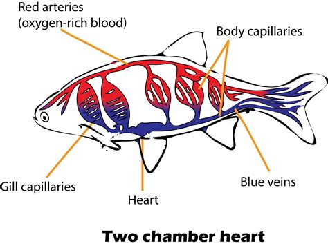 fish circulatory system|Compare and contrast the hearts of fish, amphibians, and mammals..